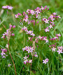 Image result for Centaurium erythraea