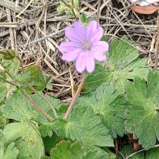 Attēlu rezultāti vaicājumam “Geranium pyrenaicum flower”