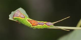 Attēlu rezultāti vaicājumam “Furcula bifida”