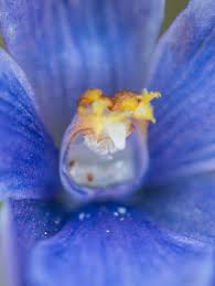 Attēlu rezultāti vaicājumam “Epirranthis diversata”