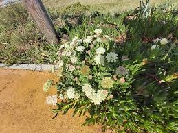 Attēlu rezultāti vaicājumam “Daucus carota subsp. carota flower”