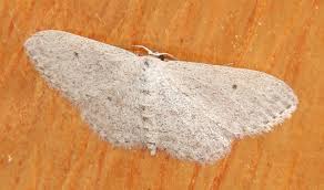 Attēlu rezultāti vaicājumam “Idaea seriata”