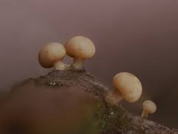 Attēlu rezultāti vaicājumam “Diderma sp.”