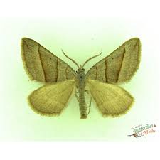 Attēlu rezultāti vaicājumam “Xanthorhoe montanata”