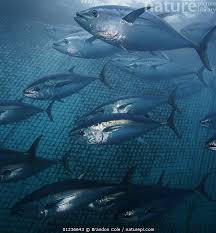 Image result for Thunnus maccoyii