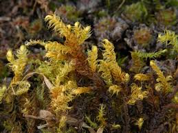 Attēlu rezultāti vaicājumam “Drepanocladus lycopodioides”