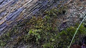 Attēlu rezultāti vaicājumam “Odontoschisma denudatum cells”