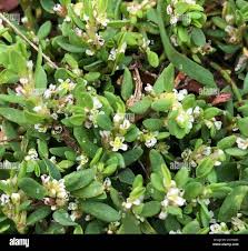 Attēlu rezultāti vaicājumam “Polygonum arenastrum flower”