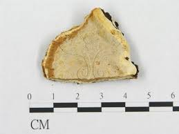 Attēlu rezultāti vaicājumam “Skeletocutis stellae”