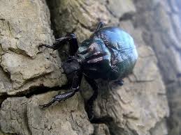 Attēlu rezultāti vaicājumam “Osmoderma barnabita imago”