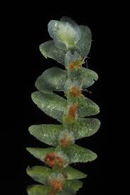 Attēlu rezultāti vaicājumam “Calypogeia azurea cells”