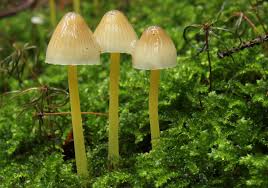 Attēlu rezultāti vaicājumam “Mycena”