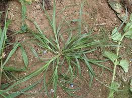 Attēlu rezultāti vaicājumam “Carex hirta”