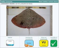 Image result for Gymnura altavela