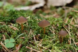 Attēlu rezultāti vaicājumam “Strobilurus esculentus”