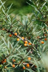 Attēlu rezultāti vaicājumam “Hippophae rhamnoides”