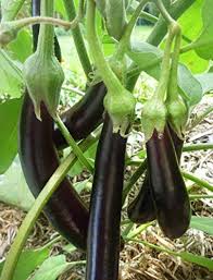 Afbeeldingsresultaat voor fengyuan purple eggplant