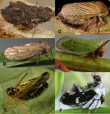 Attēlu rezultāti vaicājumam “Cicadellidae”