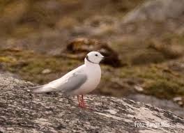 Image result for Rhodostethia rosea