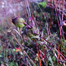 Attēlu rezultāti vaicājumam “Rhinanthus serotinus flower”