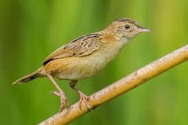Image result for Cisticola juncidis