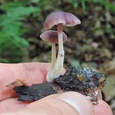 Attēlu rezultāti vaicājumam “Mycena”