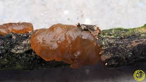 Attēlu rezultāti vaicājumam “Exidia saccharina”