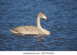 Attēlu rezultāti vaicājumam “Cygnus cygnus juvenile”