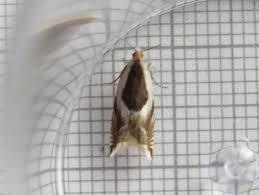 Attēlu rezultāti vaicājumam “Ancylis badiana”