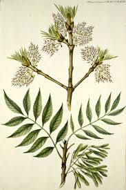 Attēlu rezultāti vaicājumam “Fraxinus excelsior flower”