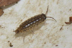 Attēlu rezultāti vaicājumam “Ligidium hypnorum”