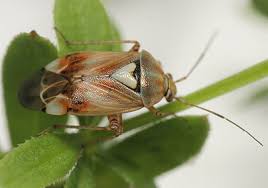 Attēlu rezultāti vaicājumam “Lygus pratensis imago”