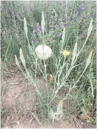Attēlu rezultāti vaicājumam “Tragopogon pratensis subsp. pratensis leaf”