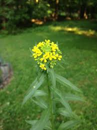 Attēlu rezultāti vaicājumam “Erysimum cheiranthoides leaf”