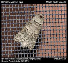 Attēlu rezultāti vaicājumam “Cossidae”