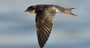 Attēlu rezultāti vaicājumam “Hirundinidae”