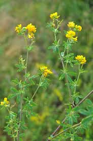 Attēlu rezultāti vaicājumam “Medicago sativa subsp. falcata flower”