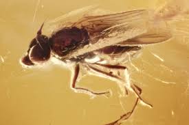 Attēlu rezultāti vaicājumam “Empididae”