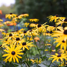 Image result for Rudbeckia Paradisio