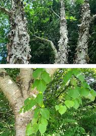 Attēlu rezultāti vaicājumam “Betula humilis male flower”