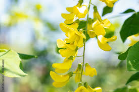 Image result for Laburnum anagyroides
