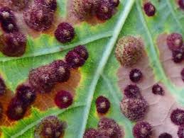 Attēlu rezultāti vaicājumam “Neuroterus quercusbaccarum”