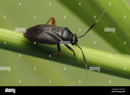 Attēlu rezultāti vaicājumam “Capsus ater”