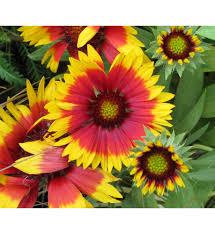 Image result for Gaillardia `Kobold`