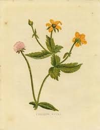 Attēlu rezultāti vaicājumam “Geum urbanum flower”