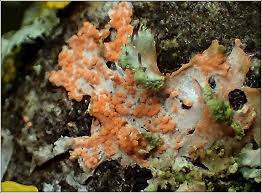 Attēlu rezultāti vaicājumam “Erythricium aurantiacum”