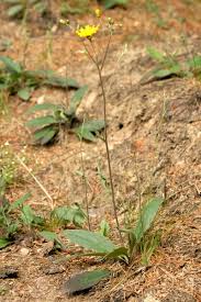 Attēlu rezultāti vaicājumam “Hieracium murorum leaf”