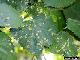 Attēlu rezultāti vaicājumam “Eriophyes tiliae”