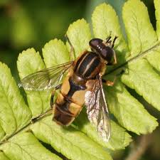 Attēlu rezultāti vaicājumam “Helophilus hybridus male”