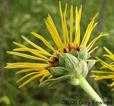 Attēlu rezultāti vaicājumam “Inula helenium flower”